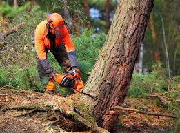 Why Choose Our Tree Removal Services in New Market, AL?